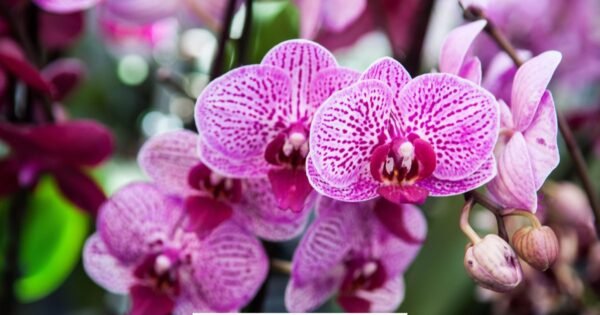 Guia Completo para Cuidar da sua Orquídea